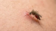 How not to scratch a mosquito bite? This vegetable, plant and product will quickly relieve swelling and itching