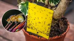 10 most effective and proven ways to get rid of flies in indoor flowers