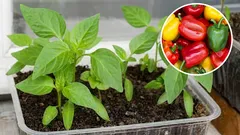 When to plant pepper seedlings in February 2026