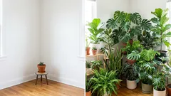 Turbo-charged greening: 10 indoor plants that grow like crazy and will quickly turn your room into a green oasis