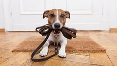 When is the best time to walk your dog: the secret to your pet's well-being