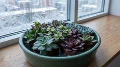 Succulents for winter: the best varieties of this plant, resistant to cold and very unpretentious in care.