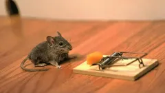 Rats and mice in the house? A simple way to get rid of them quickly.