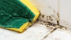 This milky drink removes mold stains instantly.