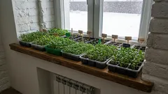 Why should these flowers be sown on seedlings in January? List of flowers for January sowing!