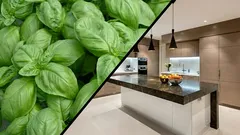 This plant is a must-have in your kitchen if you want to repel flies naturally.