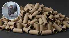How to get rid of mice in your home using a toilet brush holder: an effective homemade trap