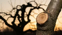 How to STOP trees from growing taller to bear fruit: 3 pruning mistakes many people make