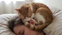 Why does my cat sleep on my head? The real reasons behind the habit