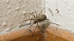 How do you get rid of spiders in your home without dichlorvos? This natural spray works better than specialized products