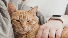 Do cats really remember their owners, and how quickly can they forget you?