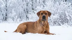 Why broholmers have gained popularity here and around the world