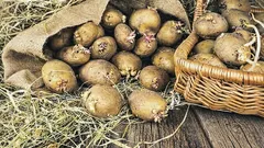 This fruit will prevent potatoes from sprouting. How to store them in the apartment so that they last solid until spring?