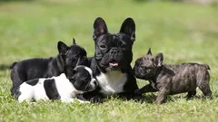 French Bulldog: an adorable companion with a big heart