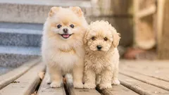 Small companion dogs: top 5 breeds ranking
