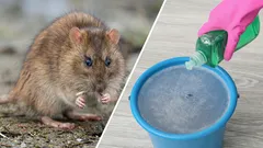 Are rats bothering you? Just add this to your floor cleaning water, and the problem will gradually disappear.