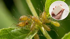 How soap helps against aphids: secrets of struggle