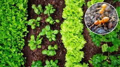 How to get rid of ants in the bed: tricks that work