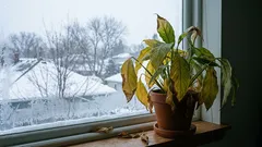 6 houseplants that should not be placed on a windowsill in winter – they will become diseased and die