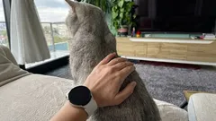 Why does a cat turn its butt toward its owner's face? A professional look at the behavior