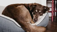 Why dogs spin around before lying down: the secret language you didn't understand