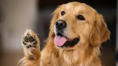 Clean paws in 5 minutes: simple instructions for dog owners - winter walks are no longer a hassle