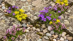 Even grows on rocks: 15 beautiful flowers for infertile soil