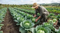 Why spray cabbage with valerian: a strange method that drives caterpillars crazy