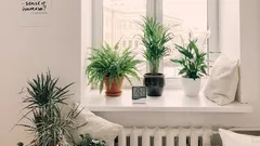 Can these plants replace expensive humidifiers? Expert names three "saviors" of the home