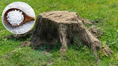 There is no trace left of the tree stump in the garden. A tried and tested method for gardeners.
