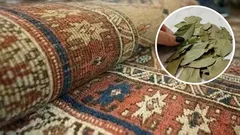 Put a bay leaf under the carpet and you'll be rid of your daily problem by tomorrow morning.