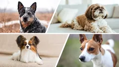 Long-lived dogs: 7 breeds with robust health and gentle temperaments