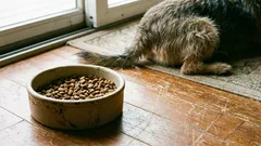 When to change your dog's food: the secret to proper care