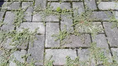 The secret to clean paths: how to remove weeds between tiles in one day