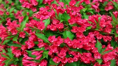 An incredible beauty for your garden: blooms for 6 months, withstands frosts down to –35 °C, and reaches a height of one and a half meters.