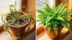 Has your fern completely lost its vigor? One change will be enough to get it back in shape.
