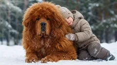 Tibetan Mastiff: strength and loyalty in one breed