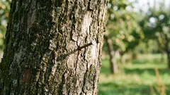 Why hammer a nail into an apple tree: an ancient ritual that can be explained scientifically