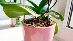 Why does an orchid only produce leaves? Here are two ingredients that will "wake up" the flower stalks.