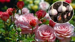Why plant garlic next to roses: an unexpected effect