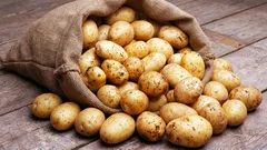 5 mistakes when storing potatoes that cause them to start sprouting as early as February