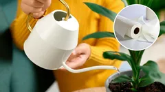 How do you help your indoor plants when you go on vacation? This paper towel trick will keep them from wilting