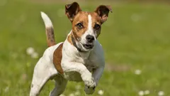 Jack Russell Terrier: the devil in the form of an angel.