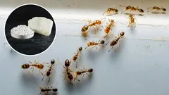 How to get rid of ants in your home using talcum powder: an effective home remedy for repelling them