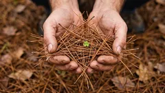 Unusual ways to use pine needles in the garden