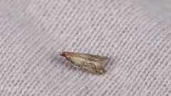 Are there moths in the house? Useful tips for protecting food and clothing.